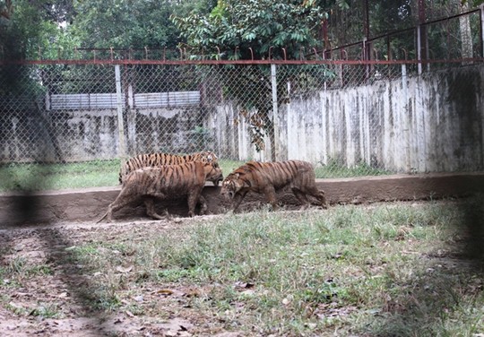 Thanh Hóa: 11 con hổ nuôi sát khu dân cư ảnh 1